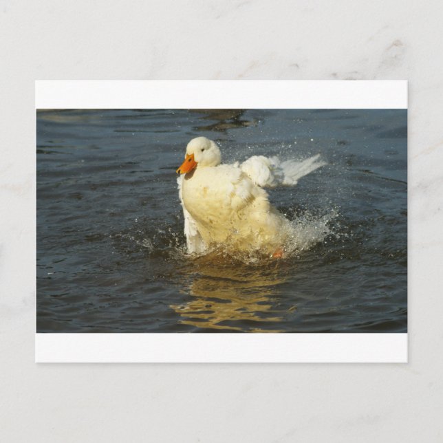 Carte Postale Canard Pekin VII (Devant)