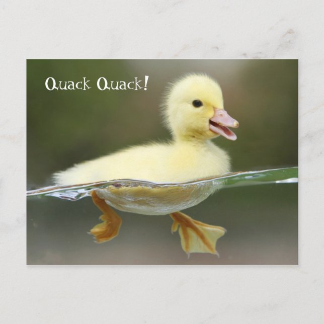 Carte Postale Canard - Quack Quack ! (Devant)