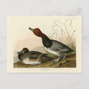 Carte Postale Canard roux - Audubon's Birds of America