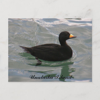 Carte Postale Canard roux noir, île de l'Unalaska