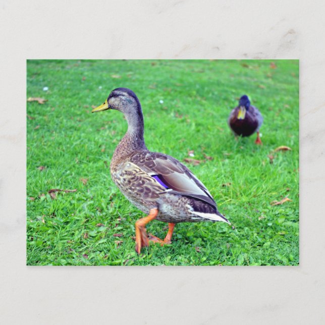 Carte Postale canard sauvage (Devant)