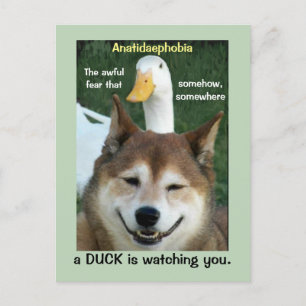 Carte Postale Canard Shiba Inu Chien Anatidaephobia Photo Doge A