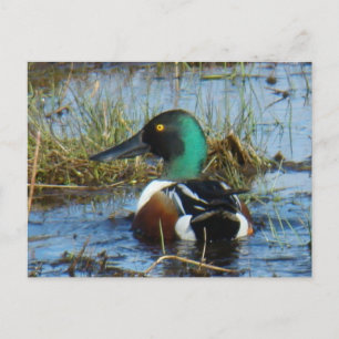 Carte Postale Canard souchet mâle B25