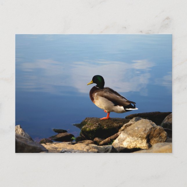 Carte Postale Canard sur le bord des eaux (Devant)
