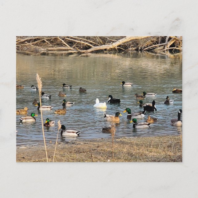 Carte Postale Canards (Devant)