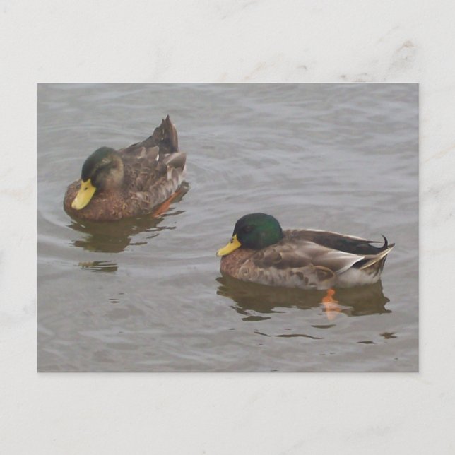 Carte postale Canards (Devant)