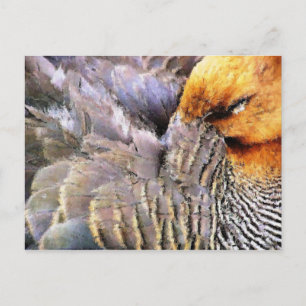 CARTE POSTALE CANARDS