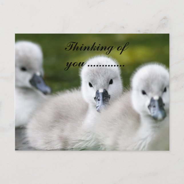 Carte Postale canards (Devant)