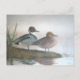 Carte Postale Canards à ongles