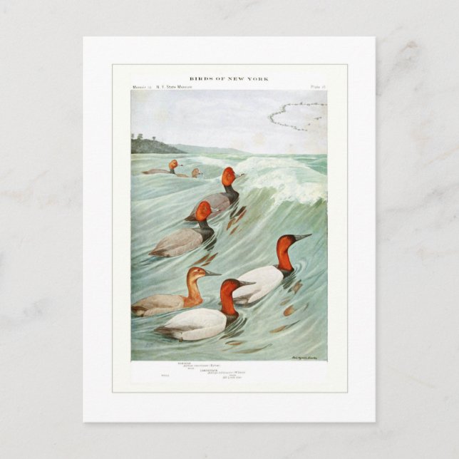 Carte Postale Canards à tête rouge et Canvasback (Devant)