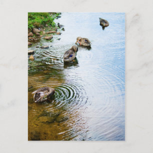 Carte Postale Canards adultes 2