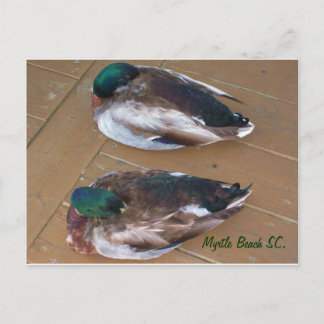 Carte Postale Canards-allards pondus sur le quai