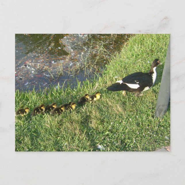 Carte Postale canards bébés :) (Devant)