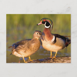 Carte Postale Canards branchus et femelle sur une bûche dans une