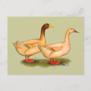 Carte Postale Canards : Buff Orpington