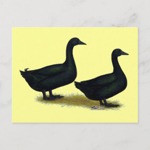 Carte Postale Canards :  Cayugas noir
