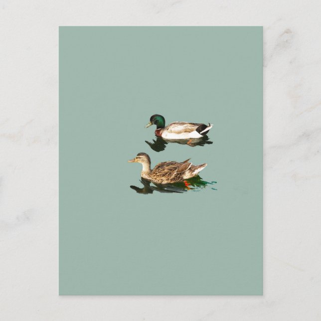 Carte Postale Canards colverts (Devant)