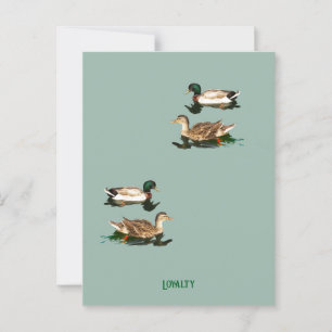 Carte Postale Canards colverts