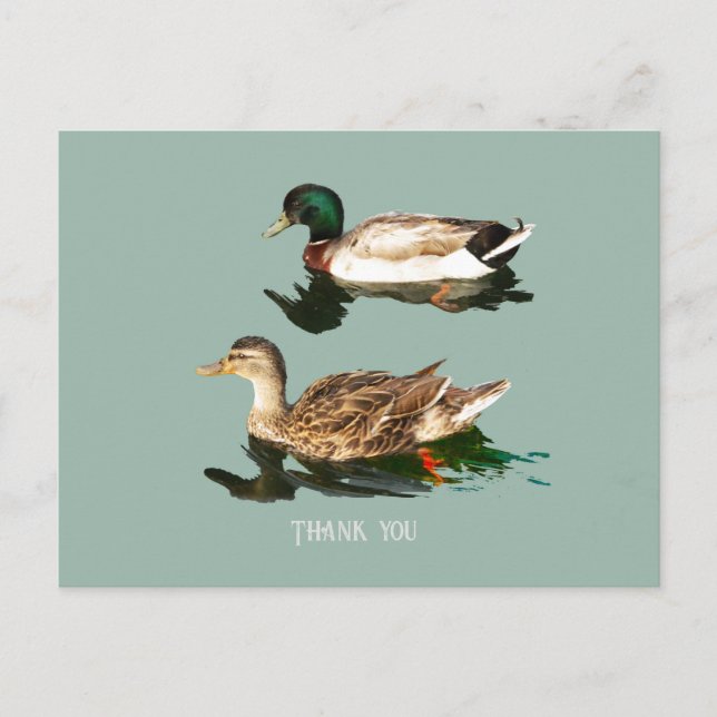 Carte Postale Canards colverts (Devant)