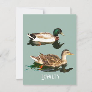 Carte Postale Canards colverts