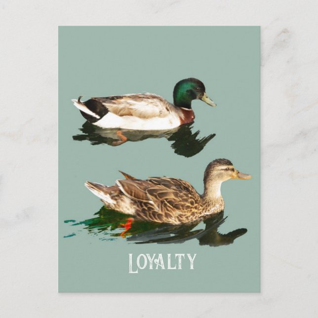Carte Postale Canards colverts (Devant)
