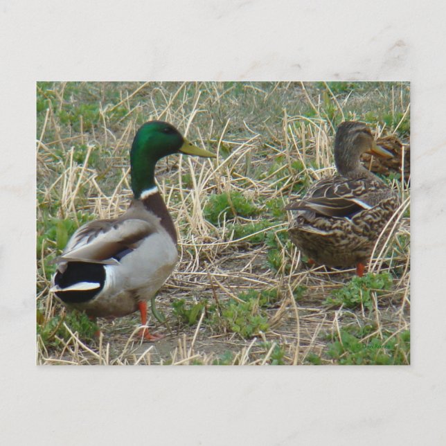 Carte Postale Canards colverts B12 Couple (Devant)
