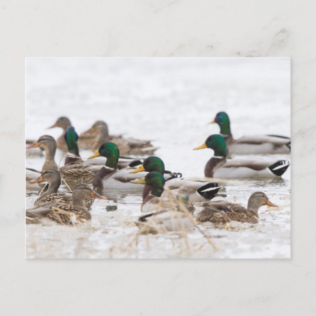 Carte Postale Canards colverts dans une zone humide en hiver (Devant)