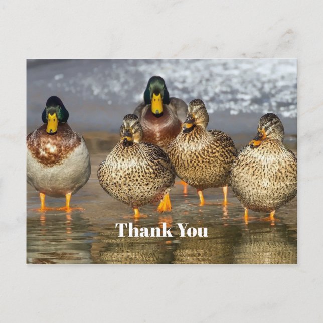 Carte Postale Canards colverts sauvages Photo Merci (Devant)