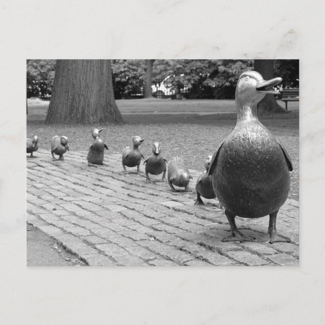 Carte Postale Canards dans le jardin public - Boston (Devant)