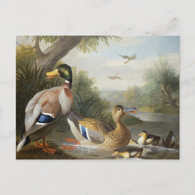 Carte Postale Canards dans un paysage fluvial (Devant)