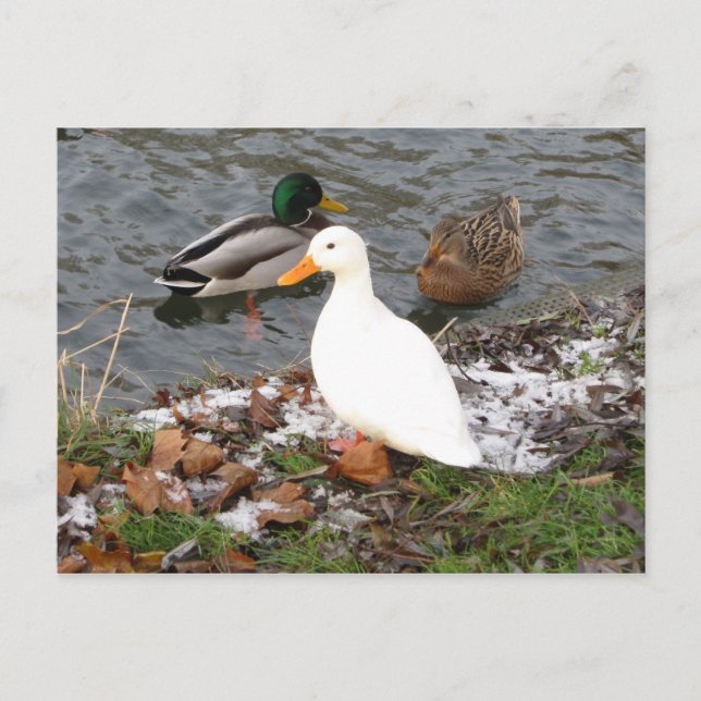 Carte postale Canards de River Cam (Devant)
