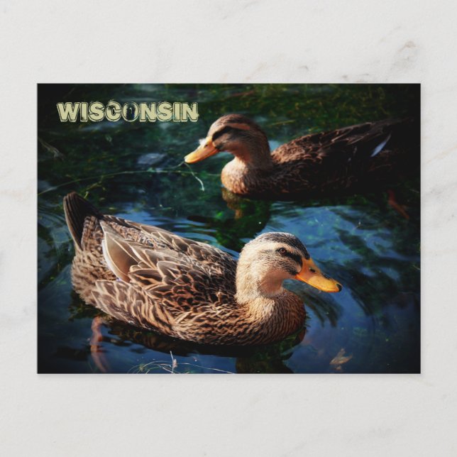 Carte Postale Canards du Wisconsin (Devant)