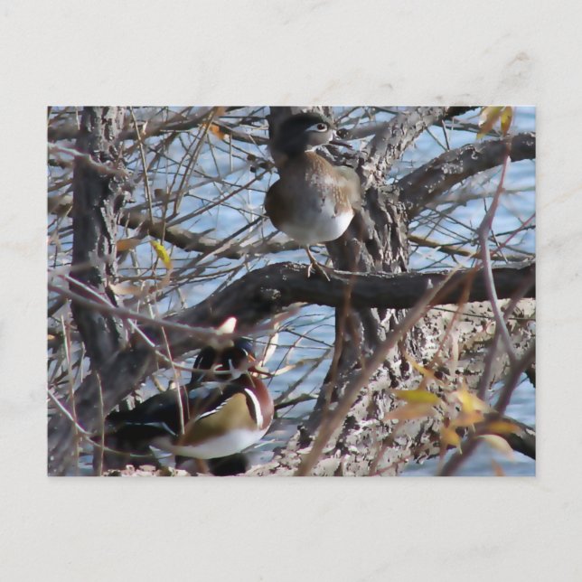 Carte Postale Canards en bois dans un arbre (Devant)