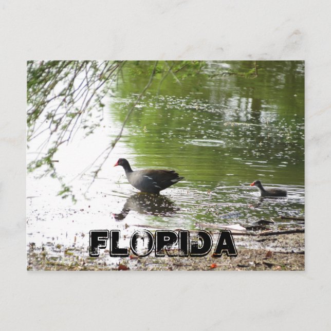 Carte Postale Canards en Floride (Devant)