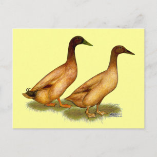 Carte Postale Canards :  Khaki Campbell