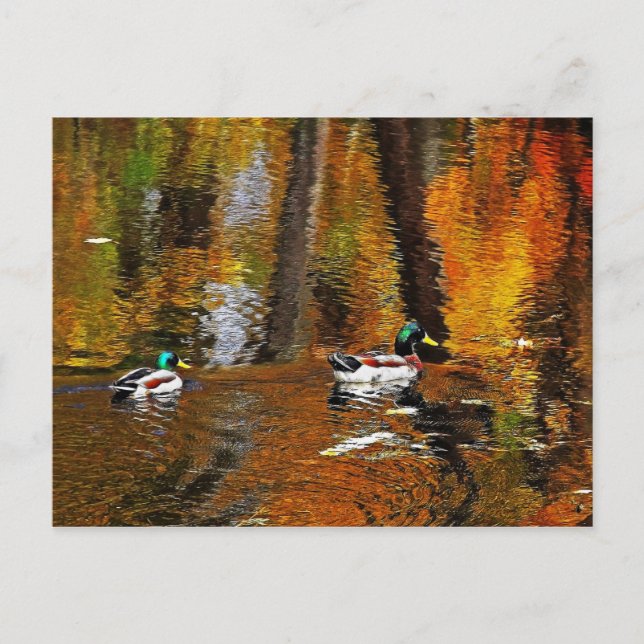 Carte Postale Canards Mallard Aux Couleurs Automnes (Devant)