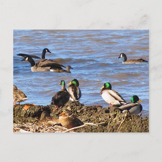 Carte postale Canards observant les oies (Devant)