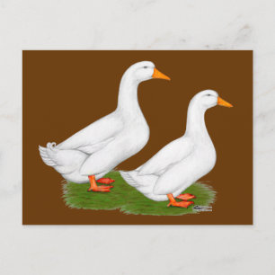 Carte Postale Canards : Pekins blanc
