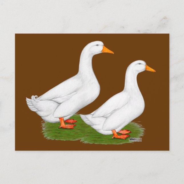Carte Postale Canards :  Pekins blanc (Devant)