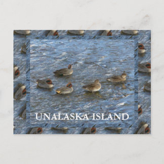 Carte Postale Canards Turquoises à ailes vertes, île Unalaska