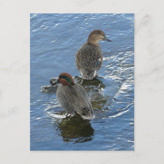 Carte Postale Canards Turquoises à ailes vertes, île Unalaska