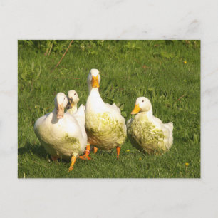 Carte Postale canards, vivants, prairies, animaux, ferme, vie ru