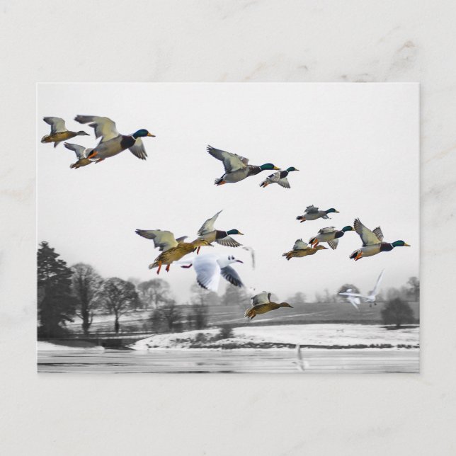 Carte Postale Canards volants (Devant)