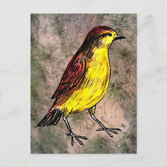 Carte Postale Canary Bird (Devant)