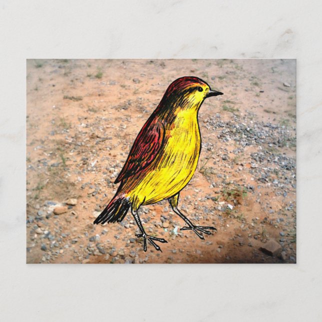 Carte Postale Canary Bird (Devant)