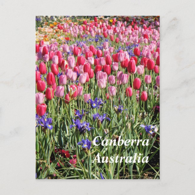 Carte postale Canberra Australie (Devant)