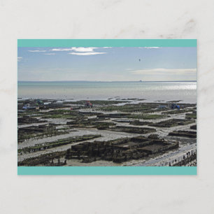 Carte Postale Cancale Oyster Park France