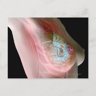 Carte Postale Cancer du sein