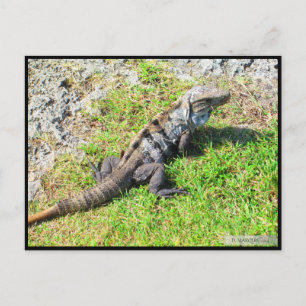 CARTE POSTALE CANCUN #16 POSTCARD