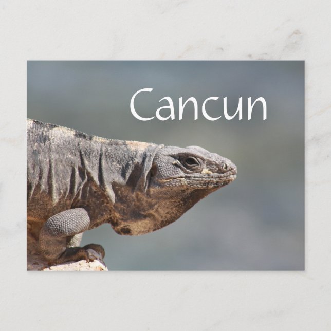 Carte Postale Cancun Mexique Iguana (Devant)